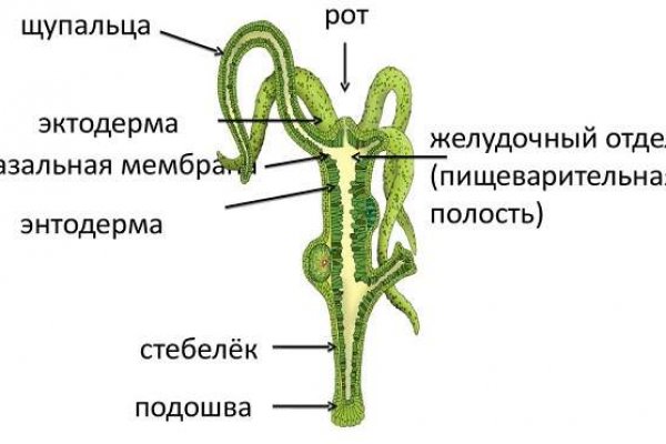 Что с кракеном сайт