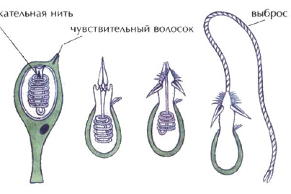 Гидра и кракен